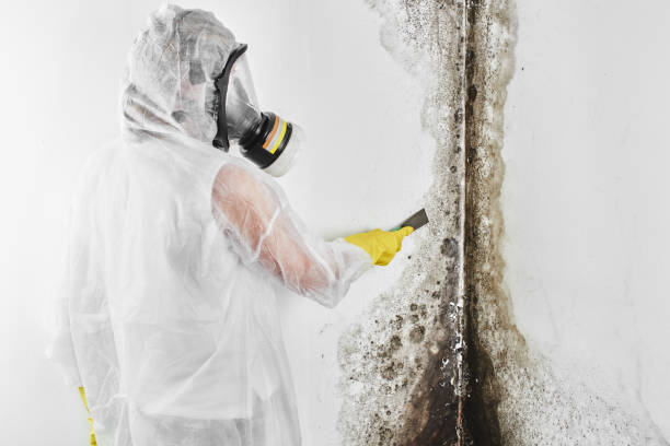 Best Basement Mold Remediation in Magnolia, MS