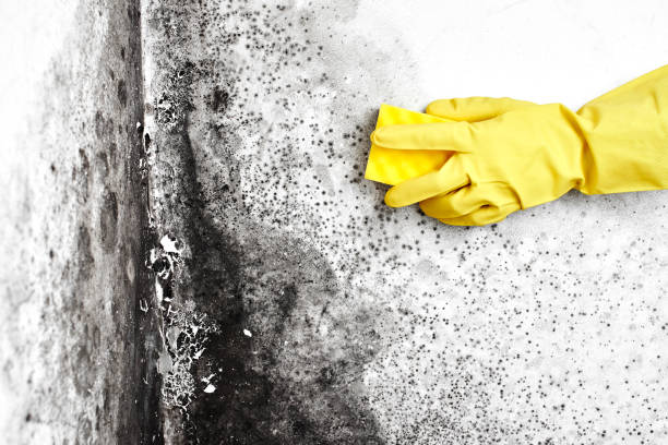 Best DIY Mold Remediation Support Services in Magnolia, MS
