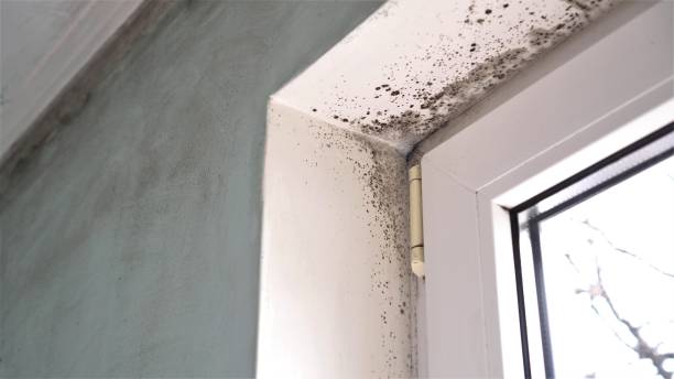 Best Post-Flood Mold Remediation in Magnolia, MS