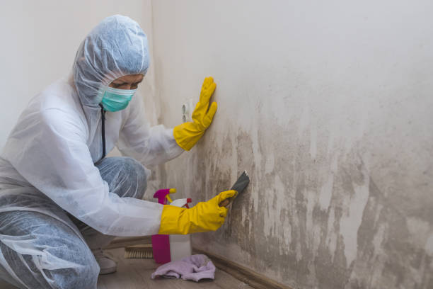Best Insurance-Related Mold Remediation in Magnolia, MS