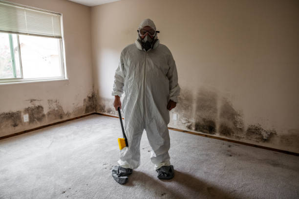 Best Basement Mold Remediation in Magnolia, MS